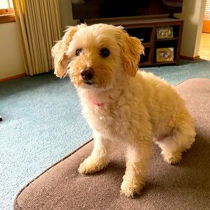 Meet your Posher, Emma